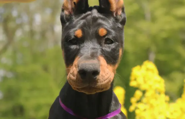 Doberman z wyjątkowego skojarzenia ZKwP/FCI 3