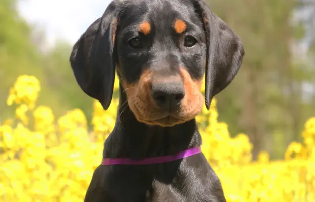 Doberman z wyjątkowego skojarzenia ZKwP/FCI 1
