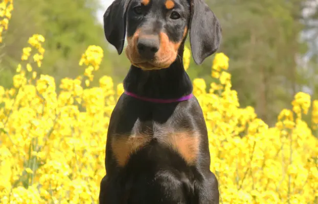 Doberman z wyjątkowego skojarzenia ZKwP/FCI 2