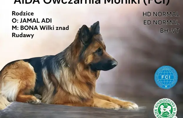 Szczenięta owczarek niemiecki długowłosy FCI 3