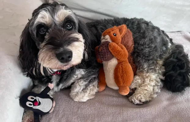 Cockapoo - pudel miniaturowy 9