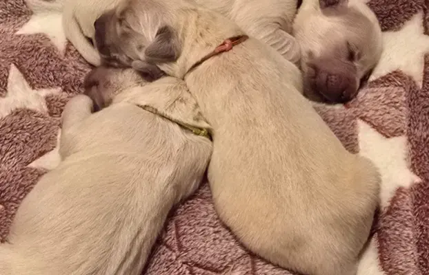 New litter 3