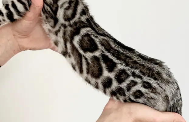 Srebrne kocięta bengalskie GLITTER 5