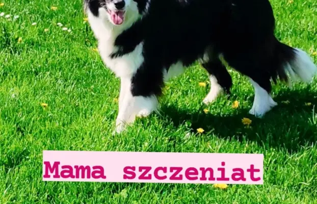 Piękne dwie suczki rasowe i jeden piesek 3