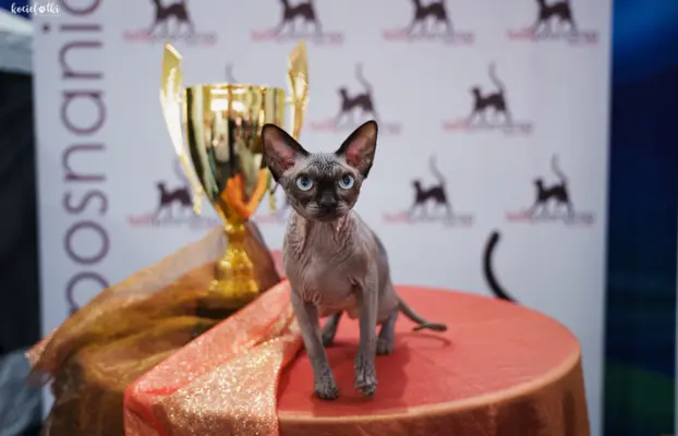 Kociaki sfinks kanadyjski po Championach, FPL 6