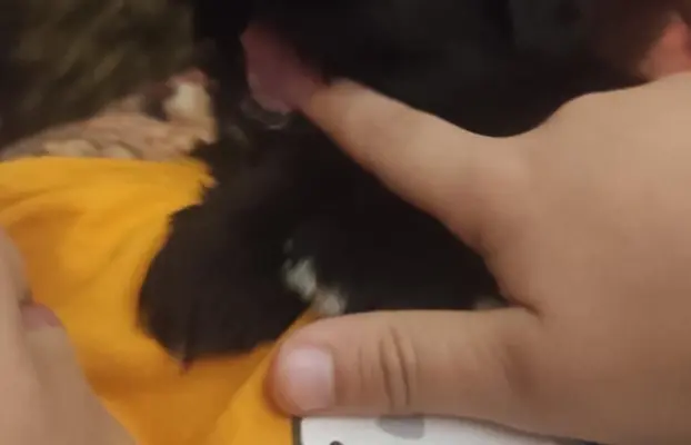 Shih tzu szczenięta tata gen czekoladowy 9