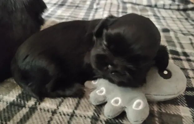 Shih tzu szczenięta tata gen czekoladowy 2