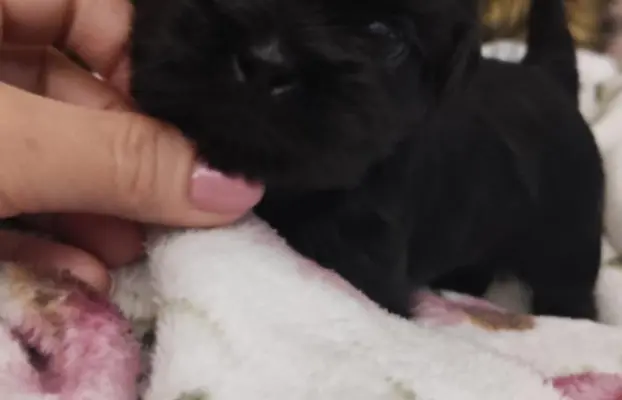 Shih tzu szczenięta tata gen czekoladowy 3