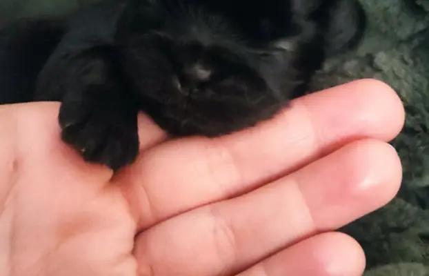 Shih tzu szczenięta tata gen czekoladowy 4