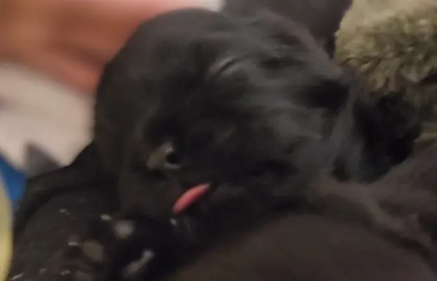 Shih tzu szczenięta tata gen czekoladowy 5