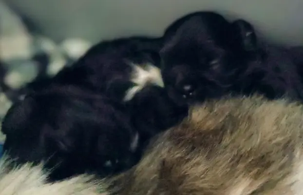 Shih tzu szczenięta tata gen czekoladowy 6