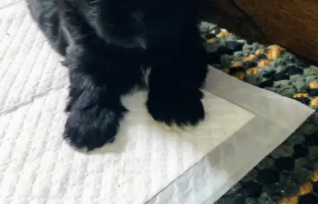 Shih tzu szczenięta tata gen czekoladowy 7