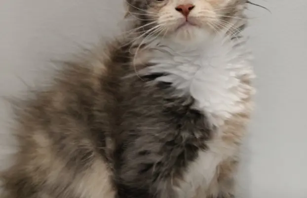 Kotka Lilly Maine coon 1