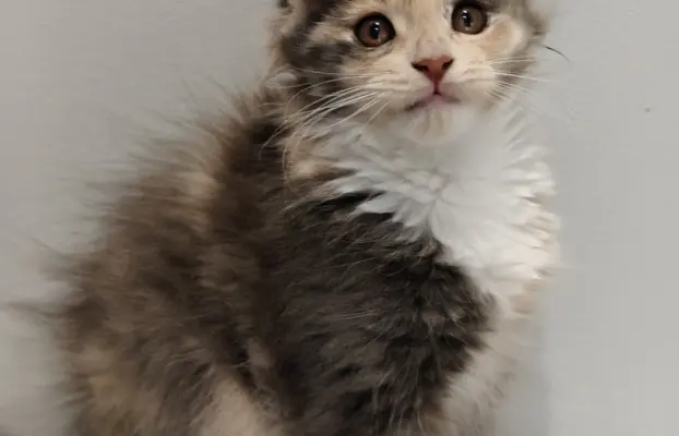 Kotka Lilly Maine coon 2