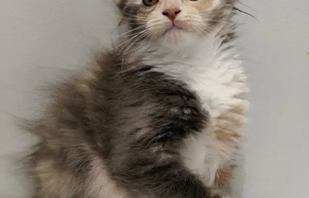Kotka Lilly Maine coon 4