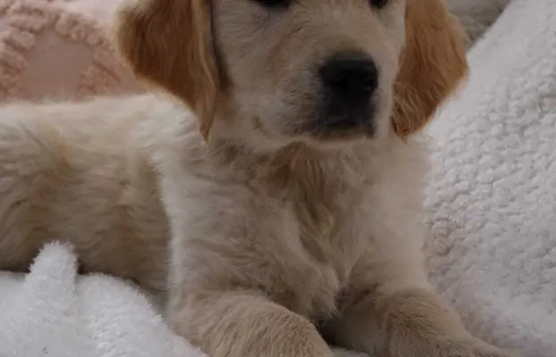 Golden Retriever szczenięta gotowe do odbioru 1
