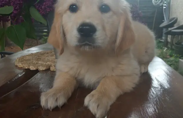 Golden Retriever szczenięta gotowe do odbioru 4