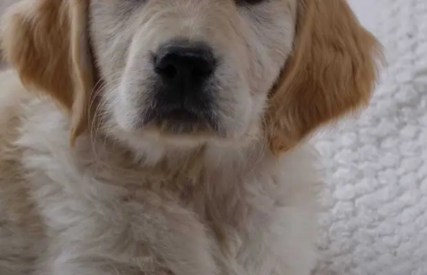 Golden Retriever szczenięta gotowe do odbioru 2