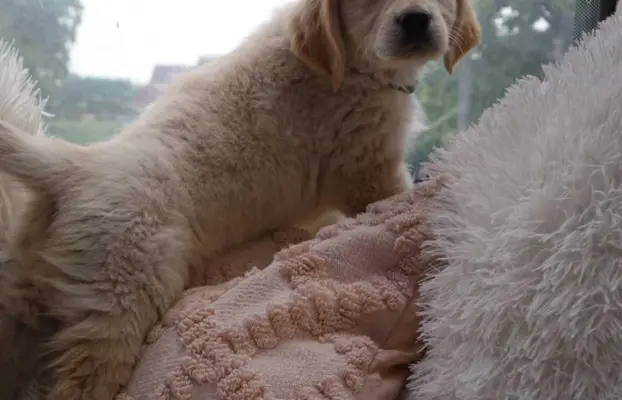 Golden Retriever szczenięta gotowe do odbioru 7