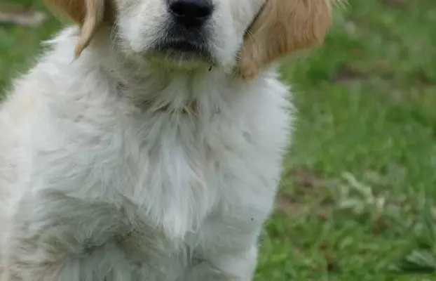 Golden Retriever szczenięta gotowe do odbioru 8