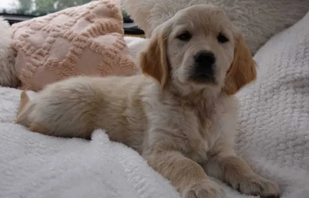 Golden Retriever szczenięta gotowe do odbioru 6