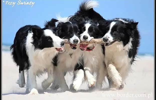 Border Collie blue merle szczeniaki ZKwP FCI 1