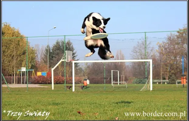 Border Collie blue merle szczeniaki ZKwP FCI 2