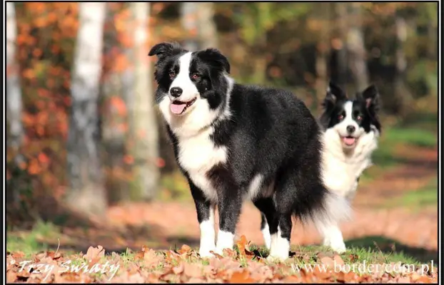 Border Collie blue merle szczeniaki ZKwP FCI 3