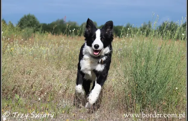 Border Collie blue merle szczeniaki ZKwP FCI 4