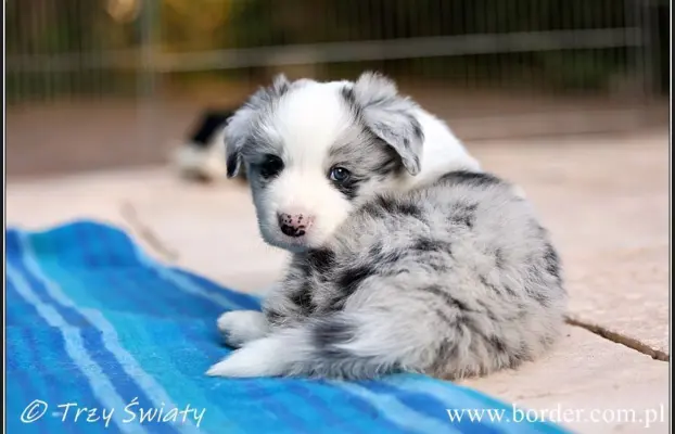 Border Collie blue merle szczeniaki ZKwP FCI 5