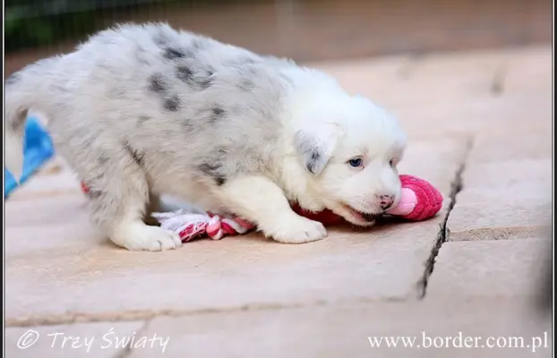 Border Collie blue merle szczeniaki ZKwP FCI 6