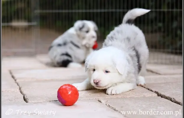 Border Collie blue merle szczeniaki ZKwP FCI 7