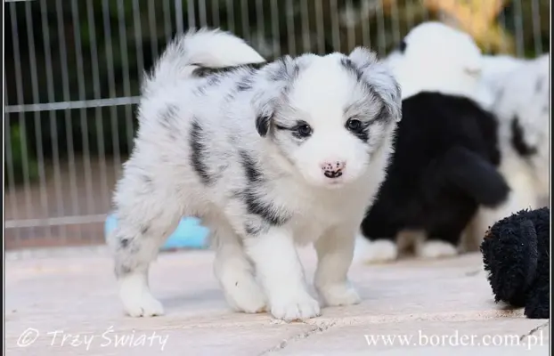 Border Collie blue merle szczeniaki ZKwP FCI 8