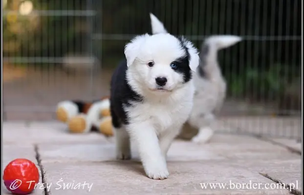 Border Collie blue merle szczeniaki ZKwP FCI 9