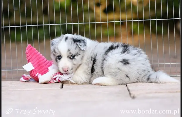 Border Collie blue merle szczeniaki ZKwP FCI 10