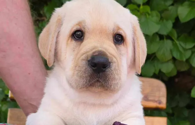 Labrador retriever biszkoptowe szczenięta ZKwP 1