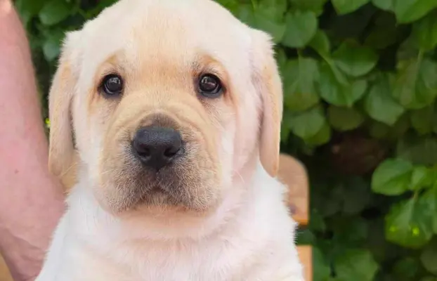 Labrador retriever biszkoptowe szczenięta ZKwP 2