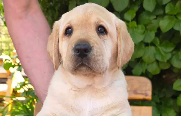 Labrador retriever biszkoptowe szczenięta ZKwP 3