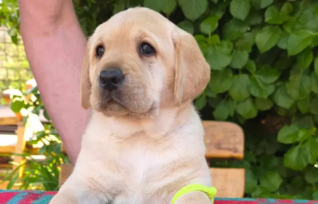 Labrador retriever biszkoptowe szczenięta ZKwP 4