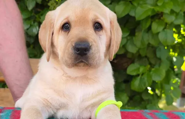 Labrador retriever biszkoptowe szczenięta ZKwP 5
