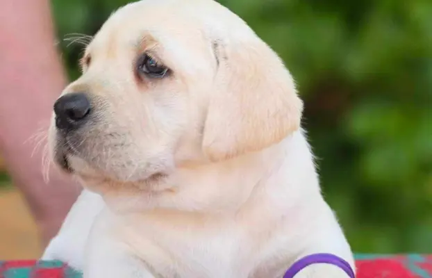 Labrador retriever biszkoptowe szczenięta ZKwP 6