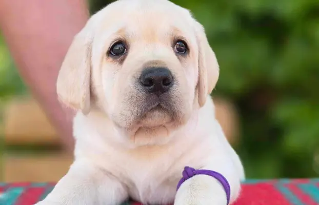Labrador retriever biszkoptowe szczenięta ZKwP 7