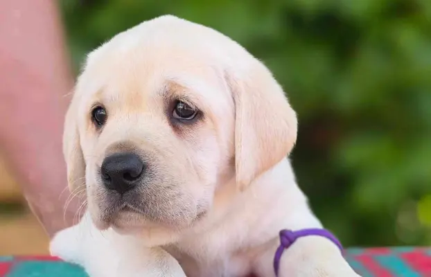 Labrador retriever biszkoptowe szczenięta ZKwP 8