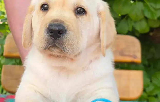Labrador retriever biszkoptowe szczenięta ZKwP 9