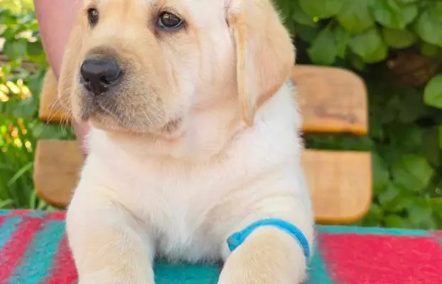 Labrador retriever biszkoptowe szczenięta ZKwP 10
