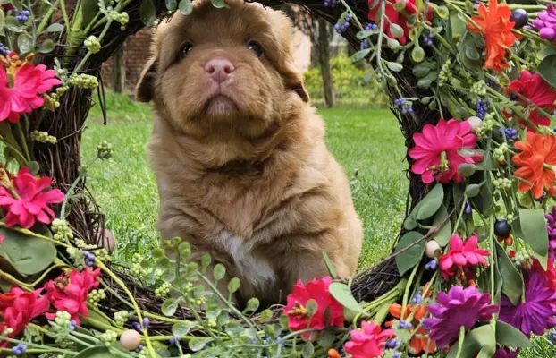 Szczenięta toller nova scotia retriever z Nowej Szkocji 1