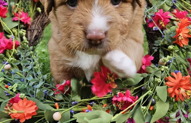 Szczenięta toller nova scotia retriever z Nowej Szkocji 3