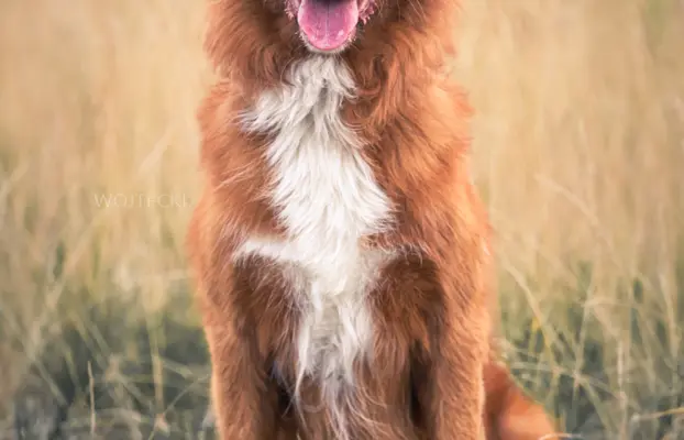 Szczenięta toller nova scotia retriever z Nowej Szkocji 4