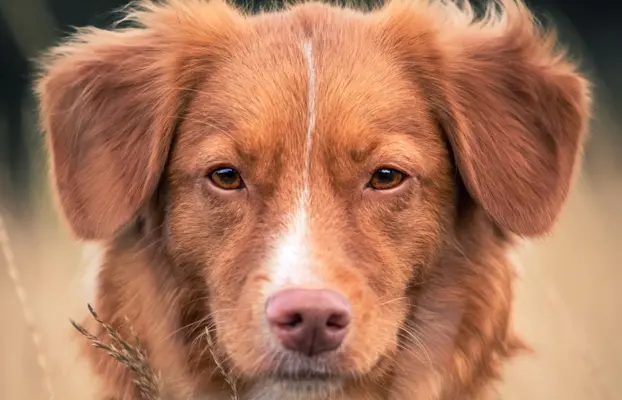 Szczenięta toller nova scotia retriever z Nowej Szkocji 5