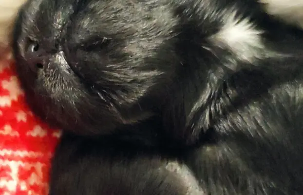 Shih tzu szczenięta tata gen czekoladowy 9